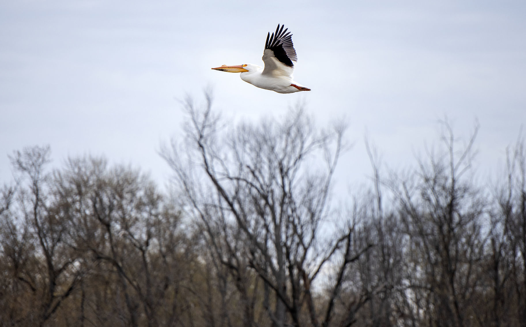 190423_PELICANS07